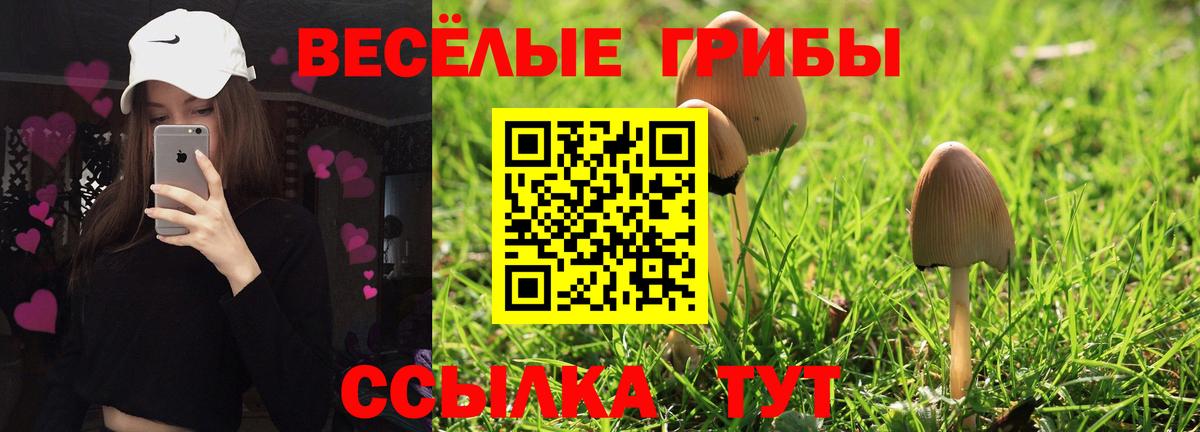 Псилоцибиновые грибы прущие грибы  Вход с VPN  Камышлов  Псилоцибиновые грибы MAGIC MUSHROOMS 